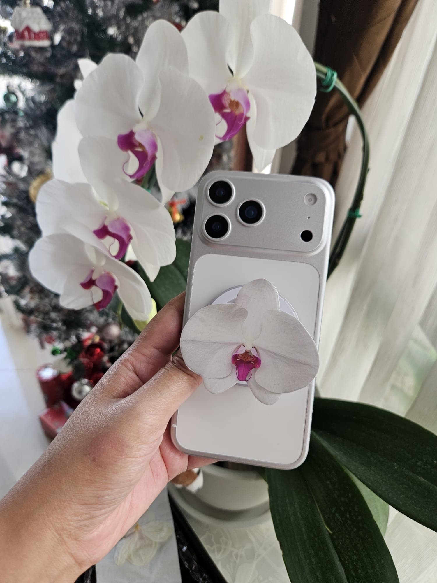 🤍🌸 กล้วยไม้ฟาแลนนอปซิสขาวปากชมพู 3